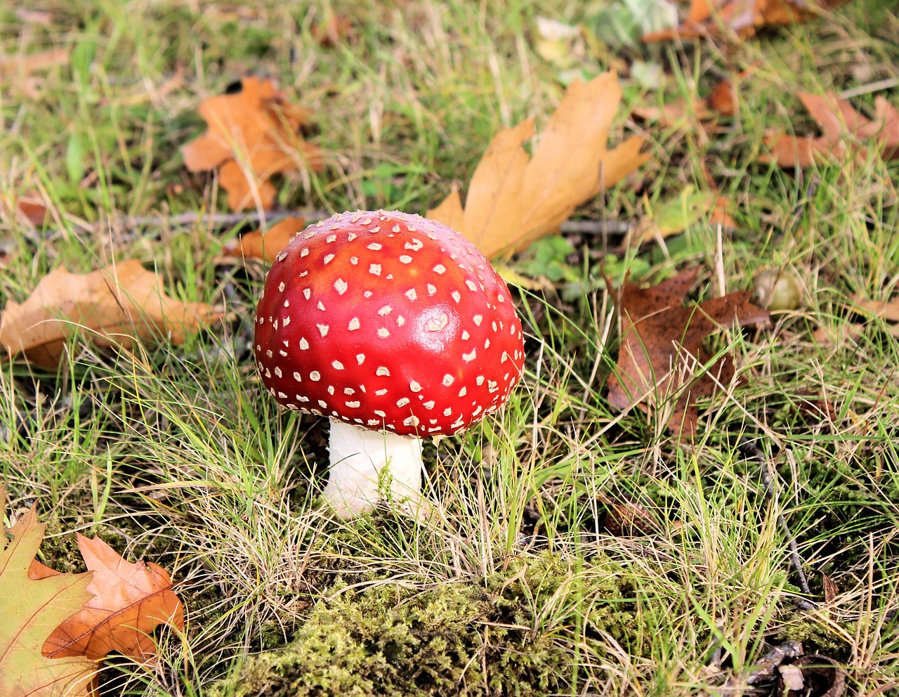mushroom red with white dots fly agaric free photo