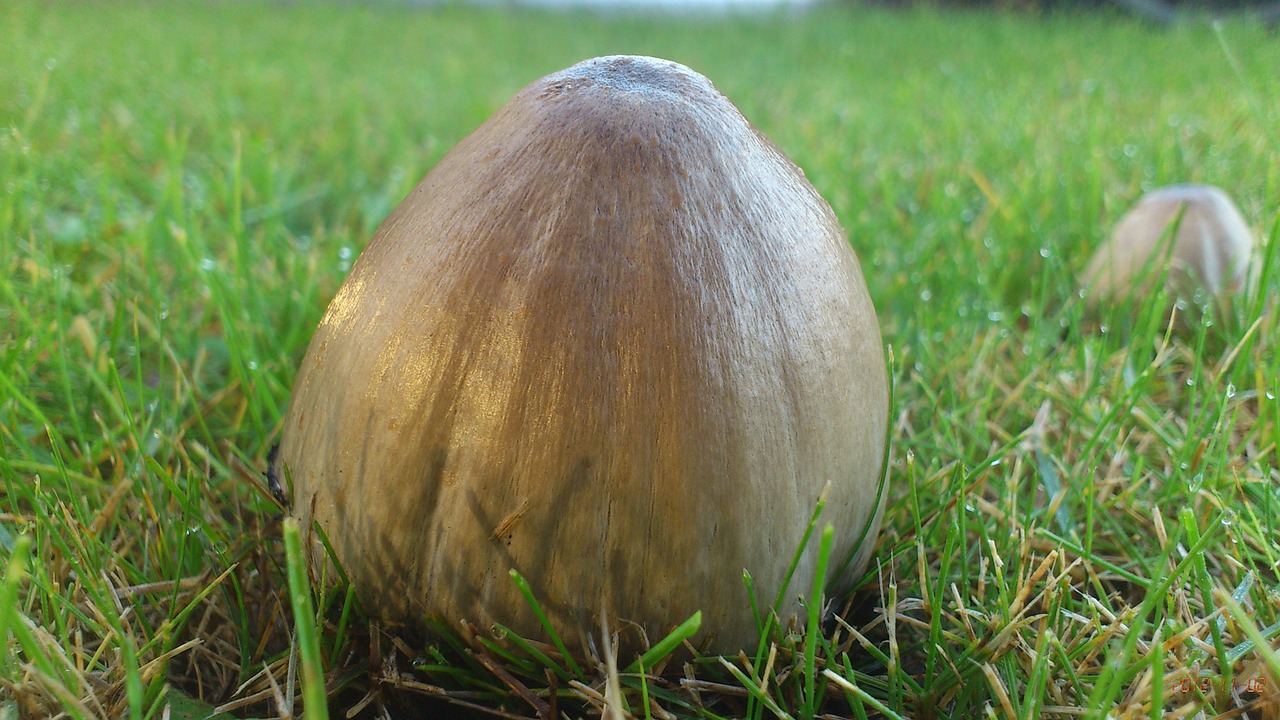 mushroom within the grass free photo