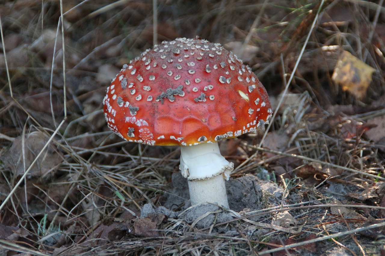 mushroom amanita forest free photo