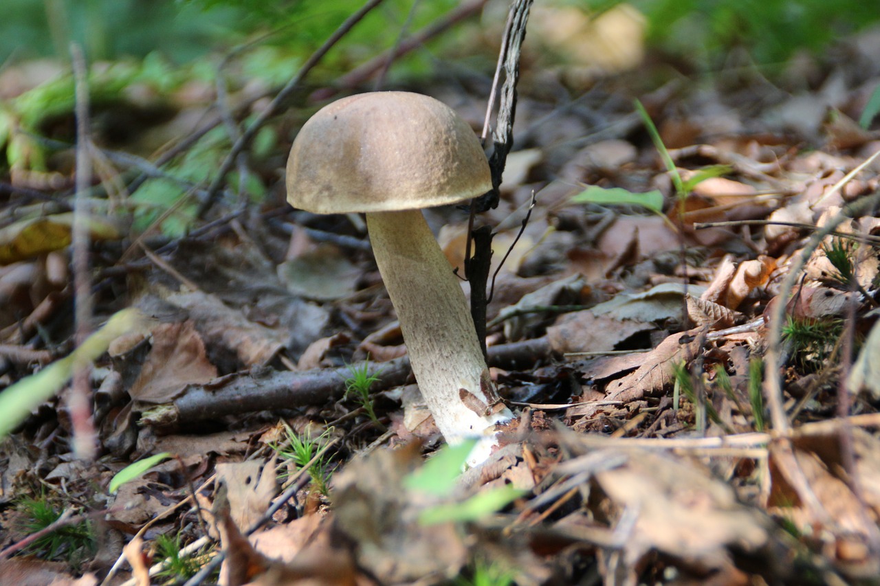 mushroom kozak mushrooms free photo