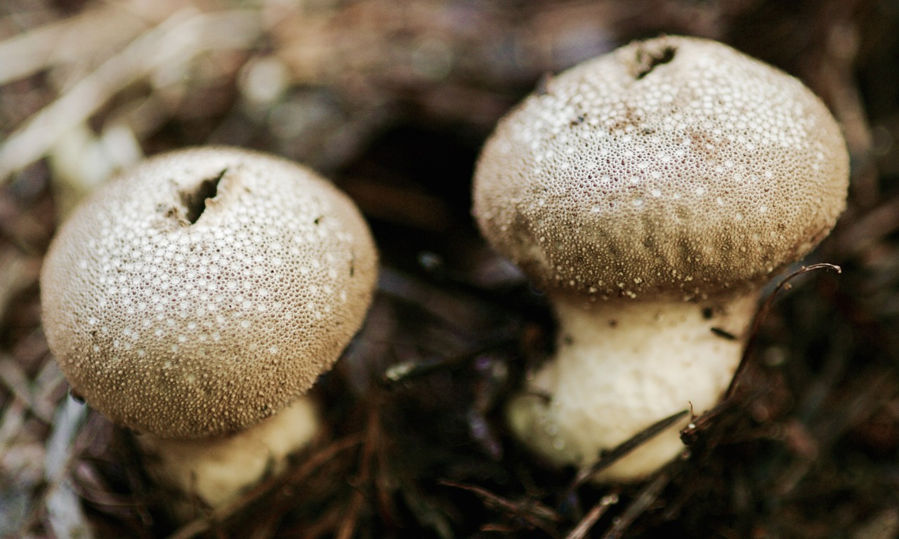 mushroom nature forest free photo