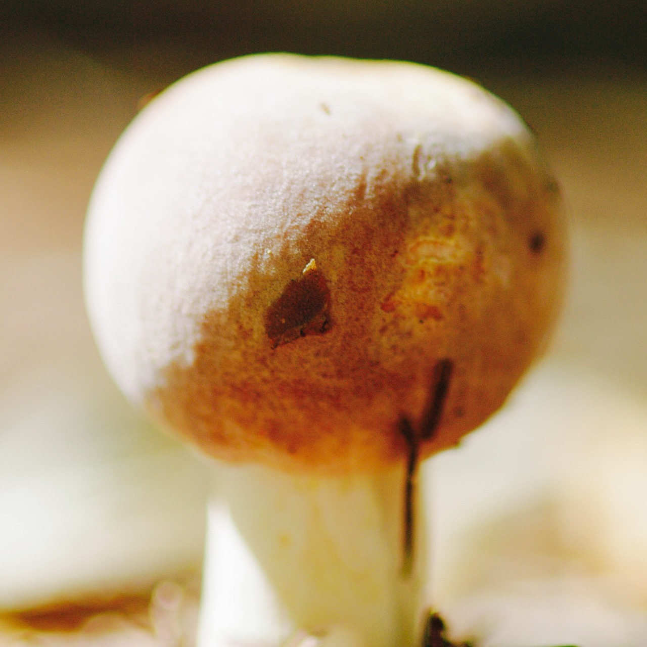 mushroom autumn forest free photo