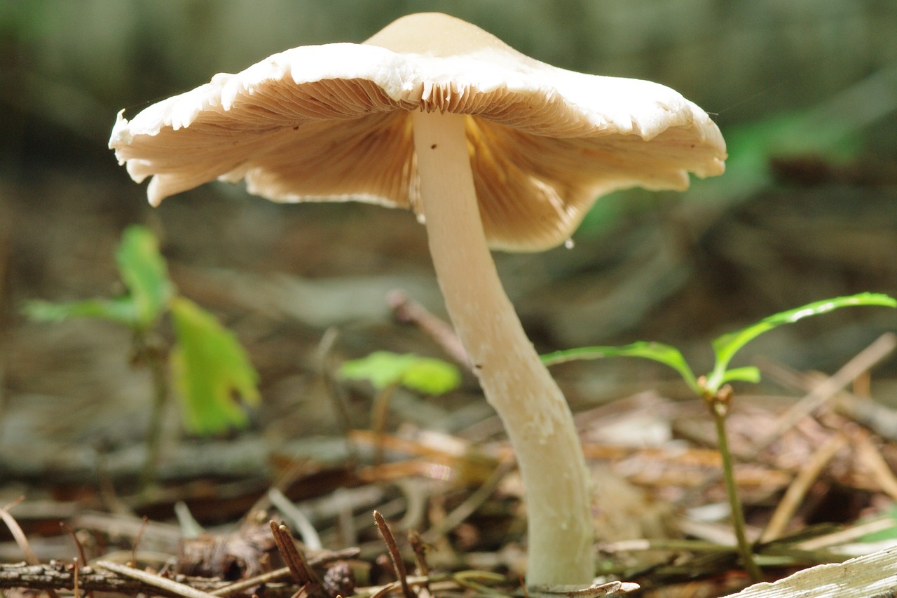 mushroom autumn fall free photo