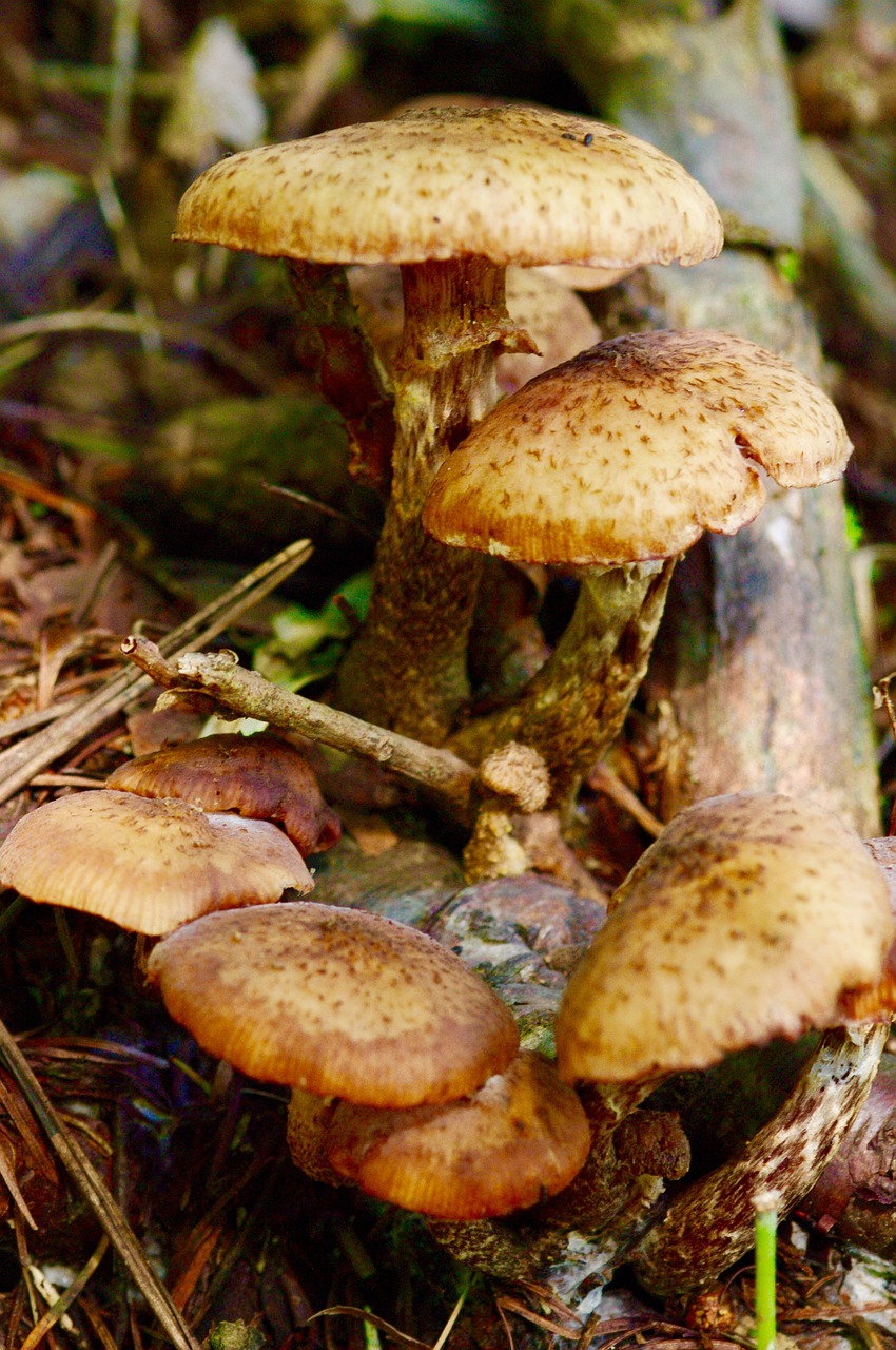 mushroom autumn nature free photo