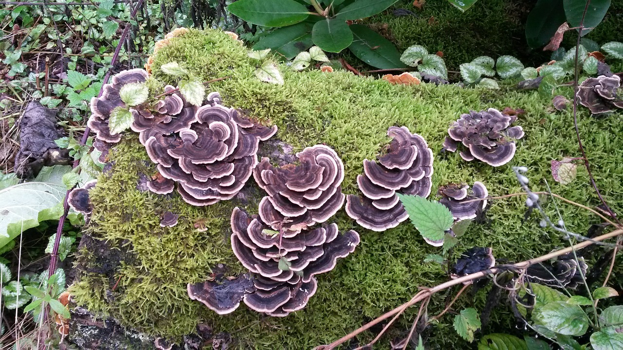 mushroom mushrooms on tree forest free photo