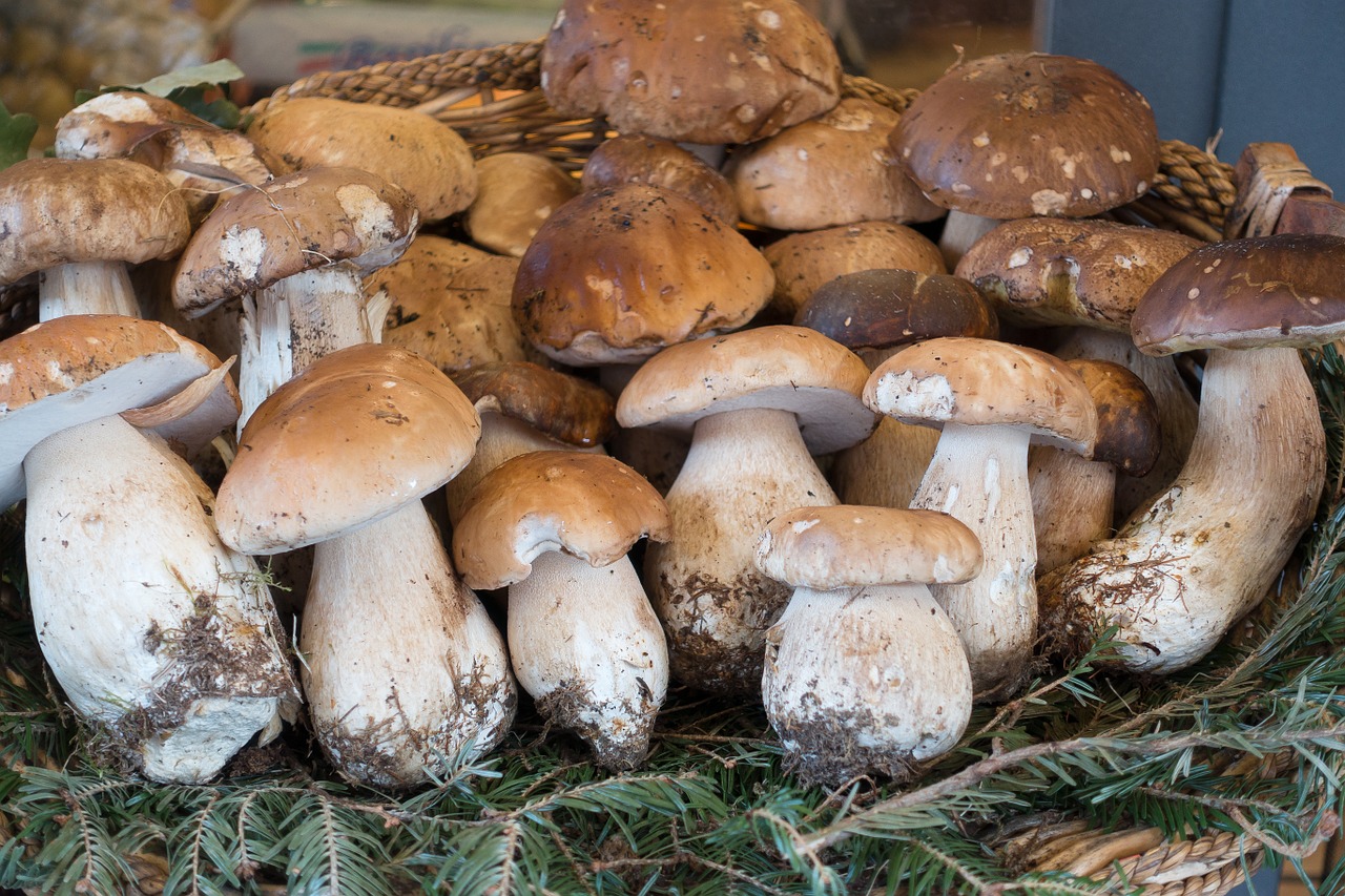 mushroom cep basket free photo