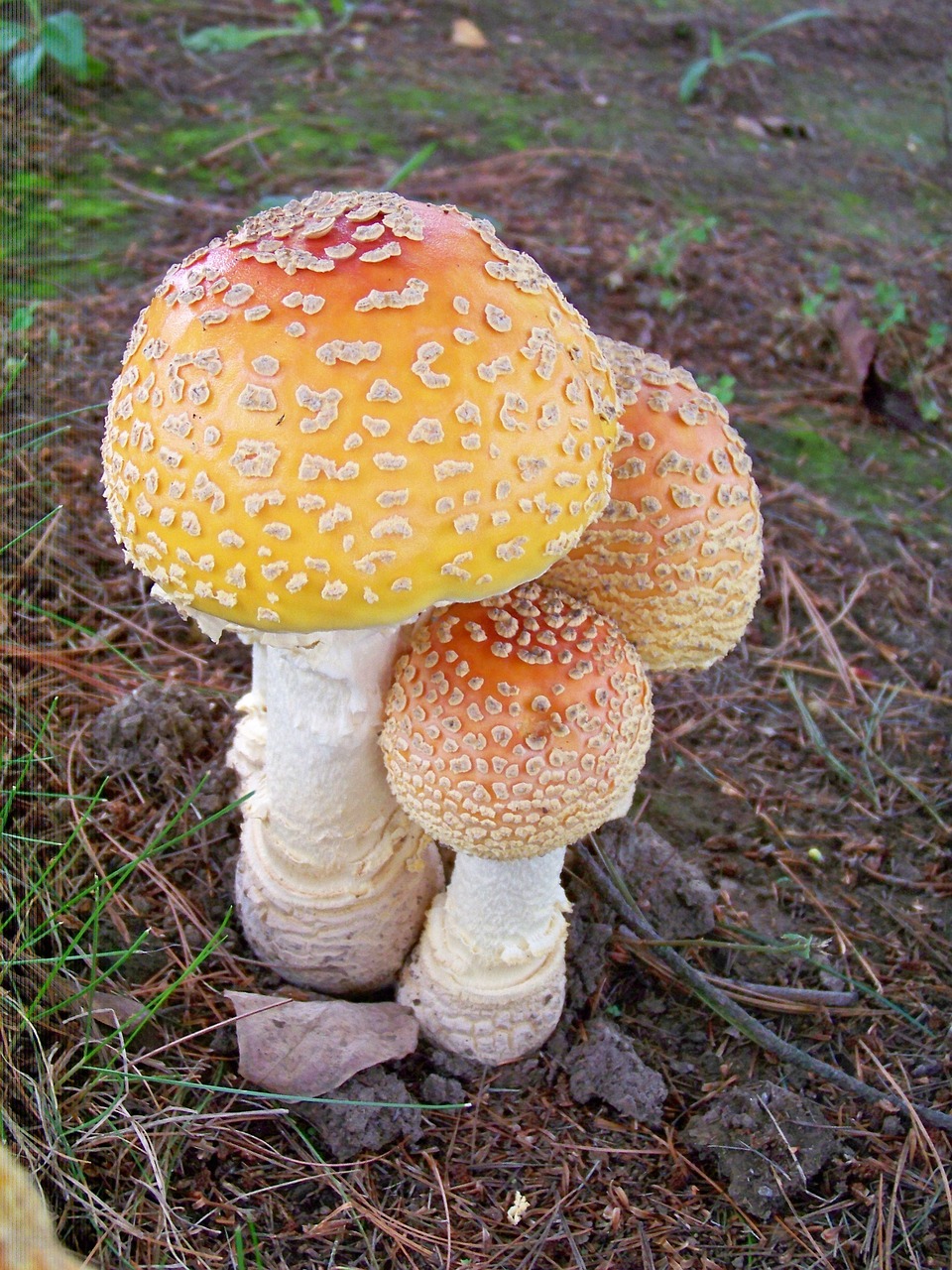 mushroom fungus nature free photo