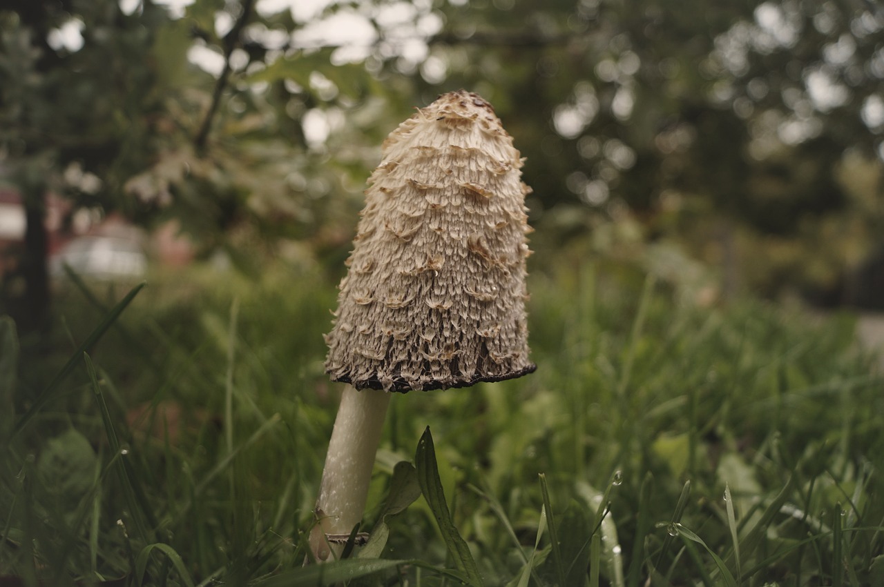 mushroom coprinus hat free photo