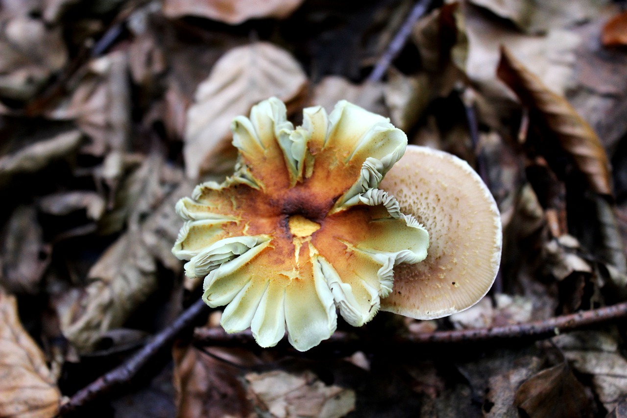 mushroom forest mushroom autumn free photo