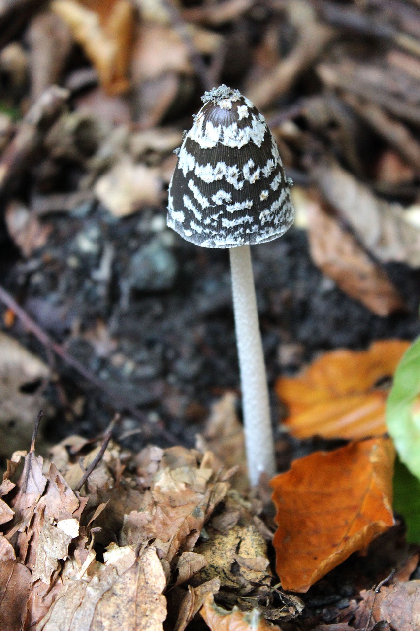 mushroom forest floor forest mushroom free photo