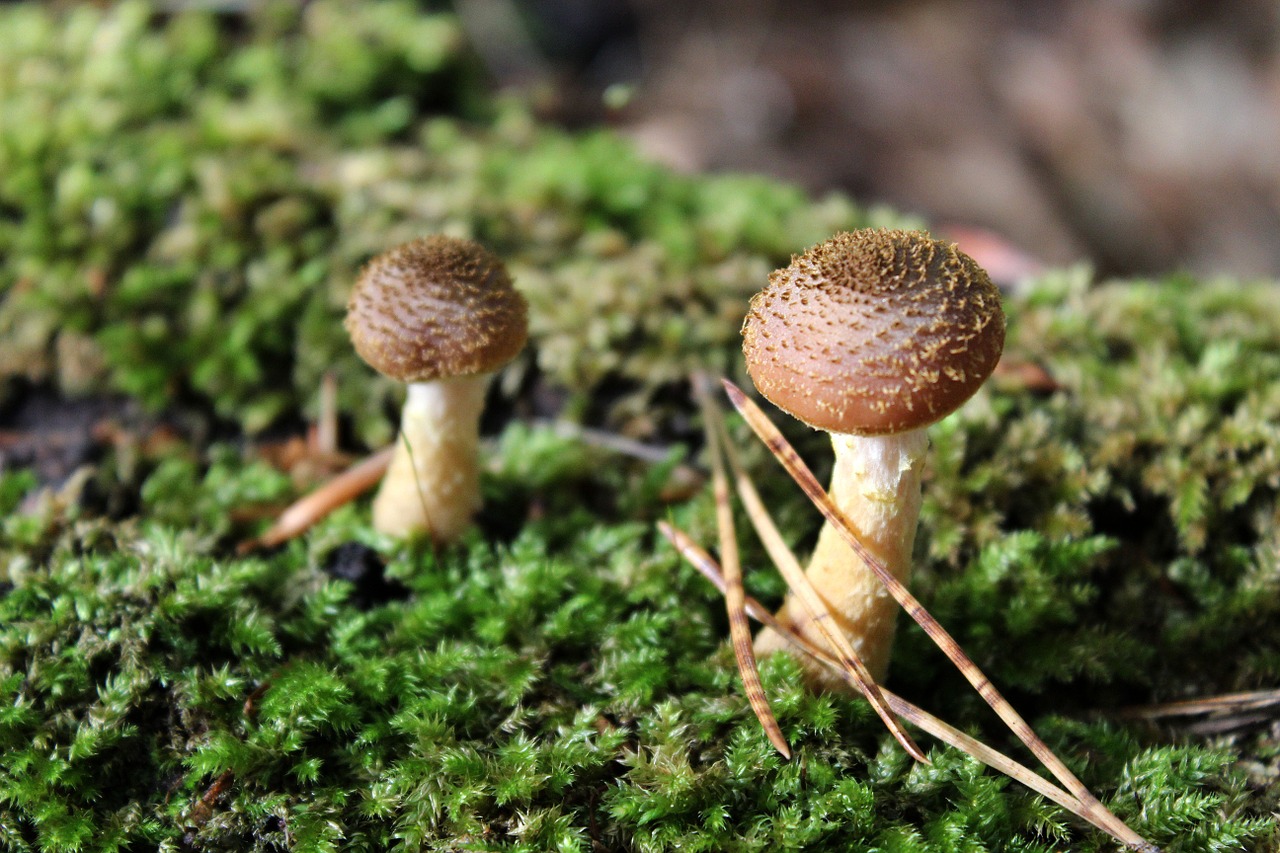 mushroom forest floor forest mushroom free photo