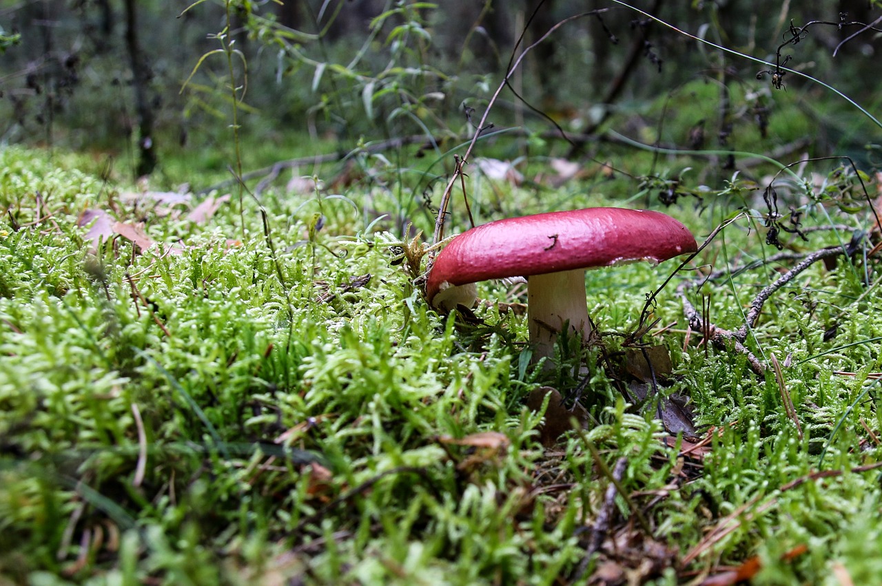 mushroom forest toxic free photo
