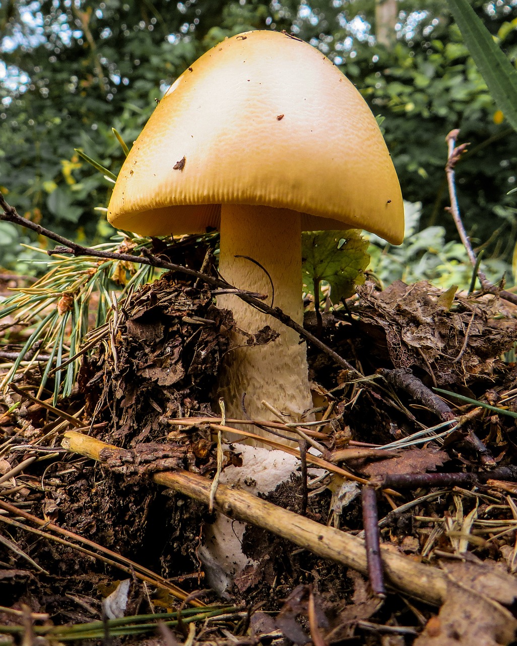 mushroom forest mushroom picking free photo