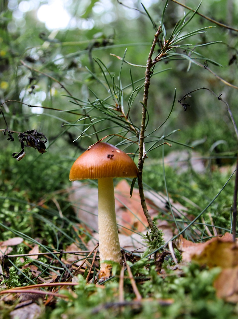 mushroom forest mushroom picking free photo