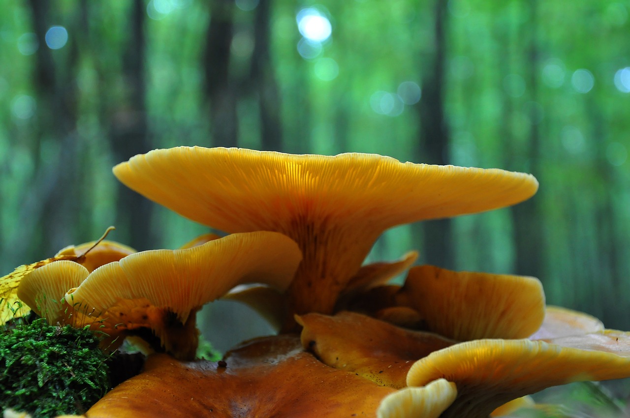 mushroom forest autumn free photo