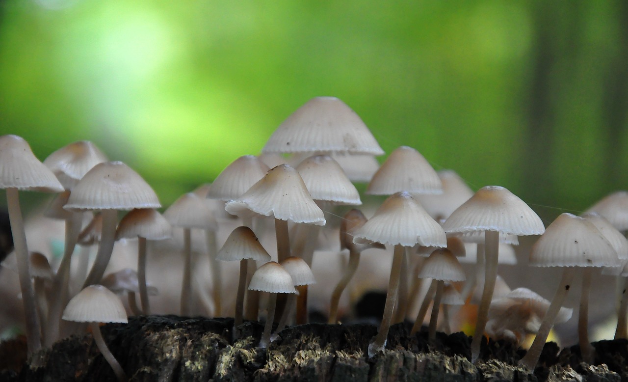 mushroom forest autumn free photo