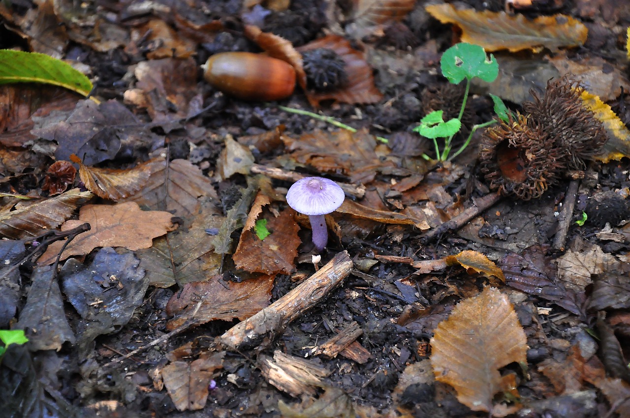 mushroom forest autumn free photo