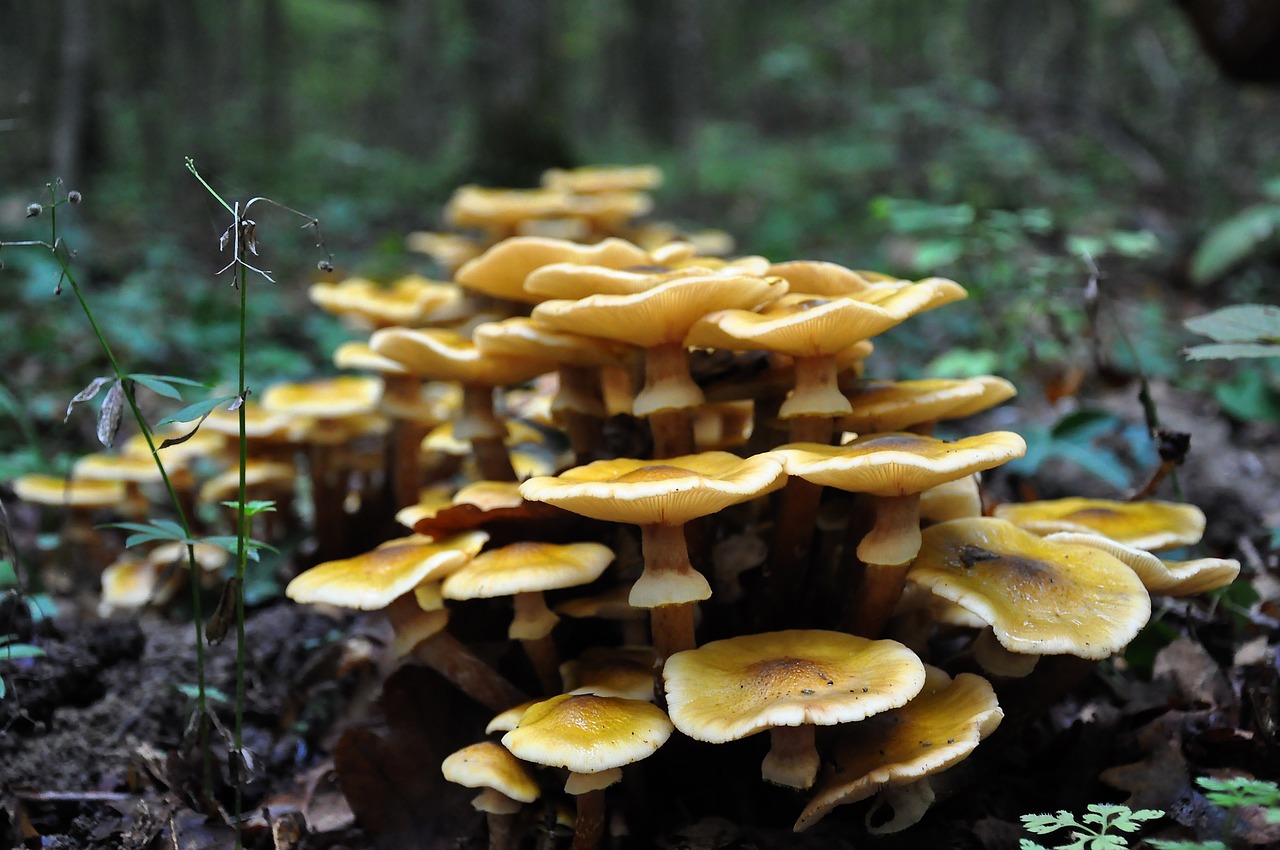 mushroom forest autumn free photo