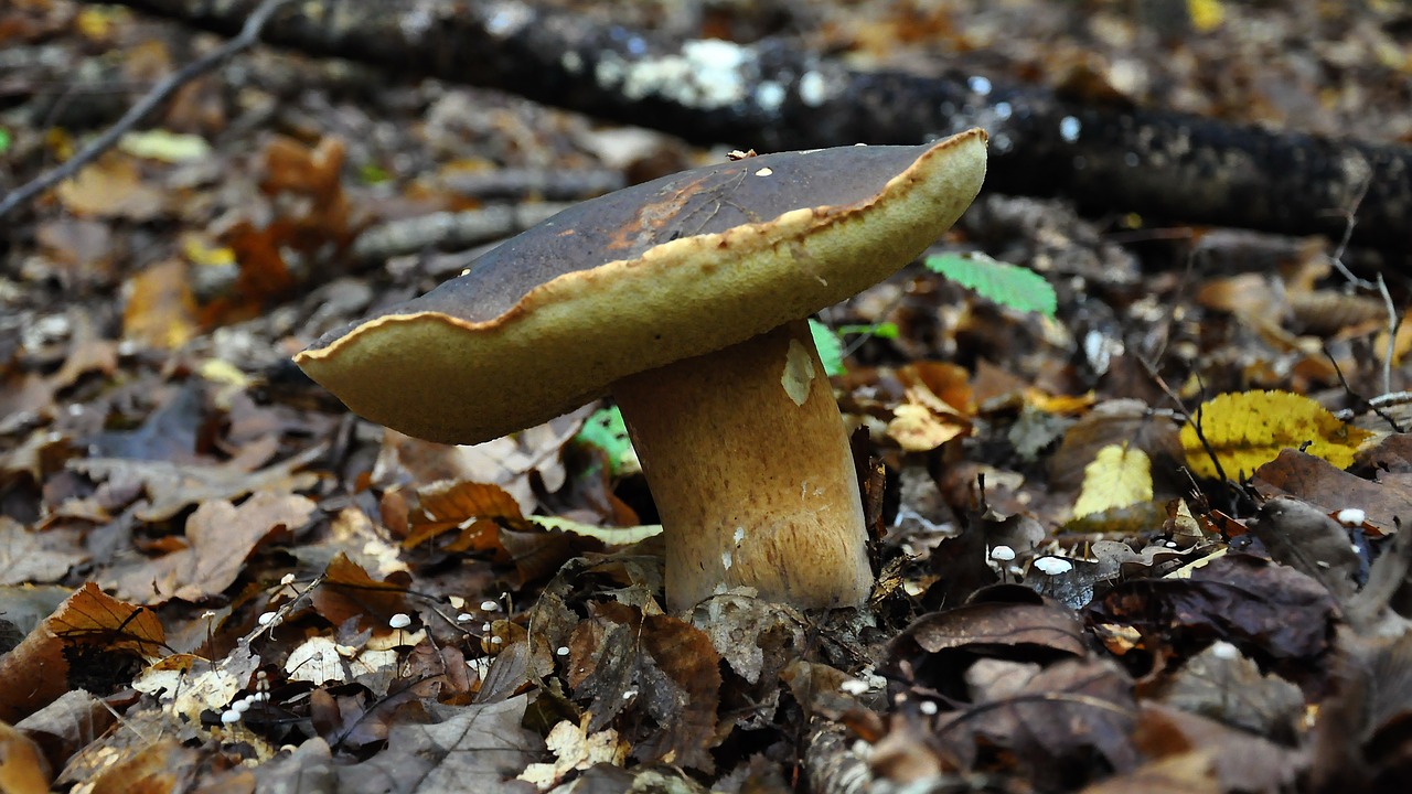 mushroom forest autumn free photo