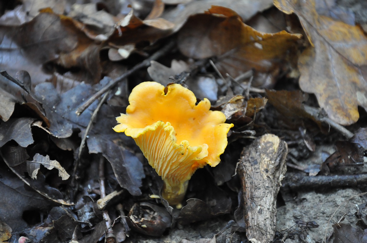 mushroom forest autumn free photo