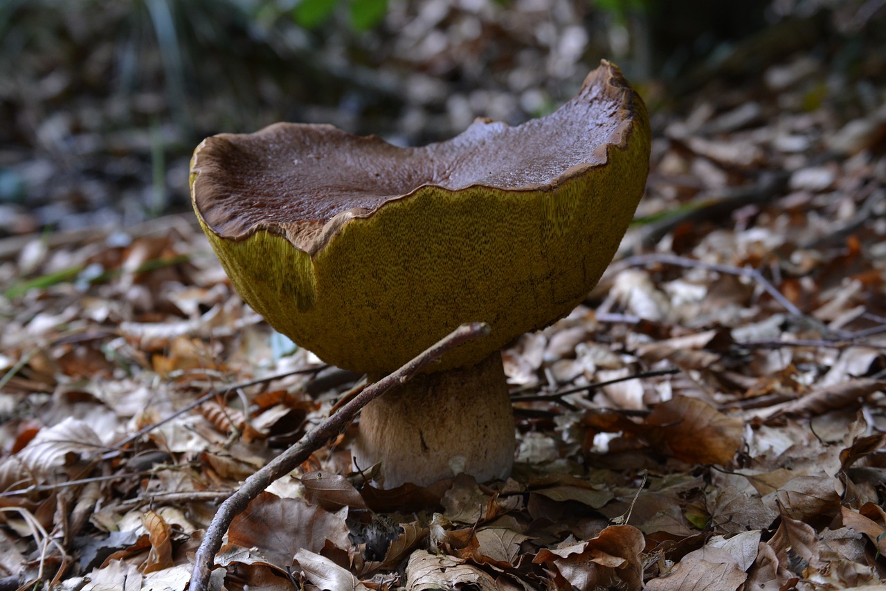 mushroom chestnut forest free photo