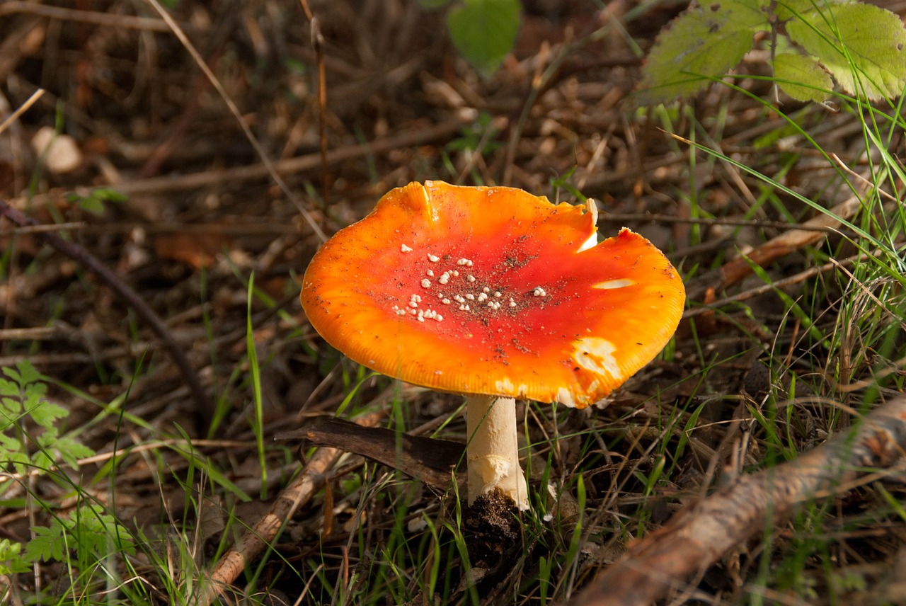 mushroom toxic forest free photo