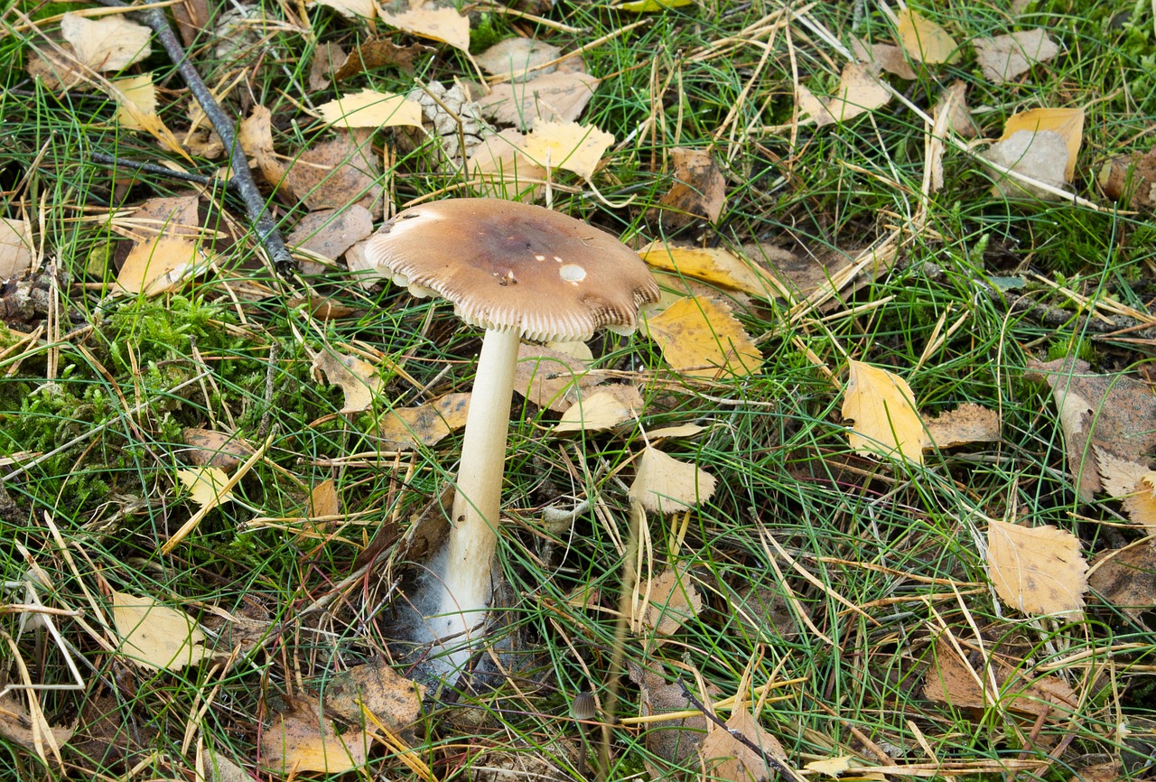 mushroom forest nature free photo