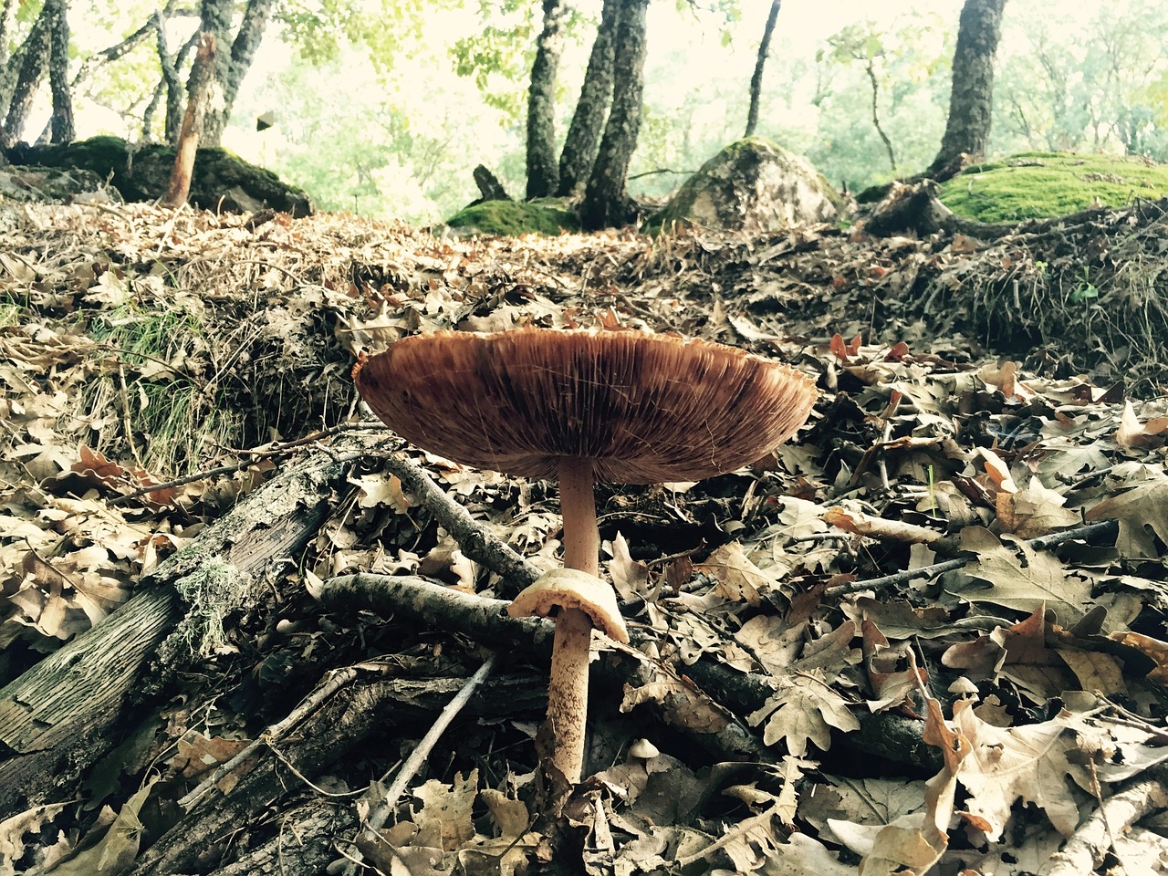mushroom forest season free photo