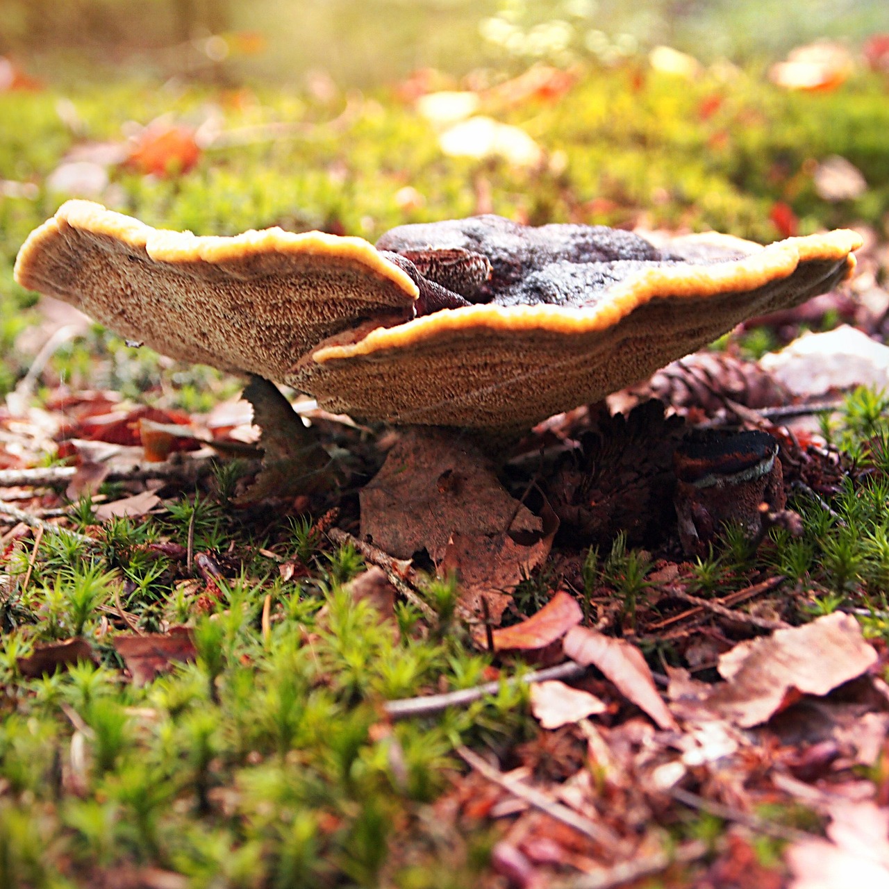 mushroom grass leaves free photo