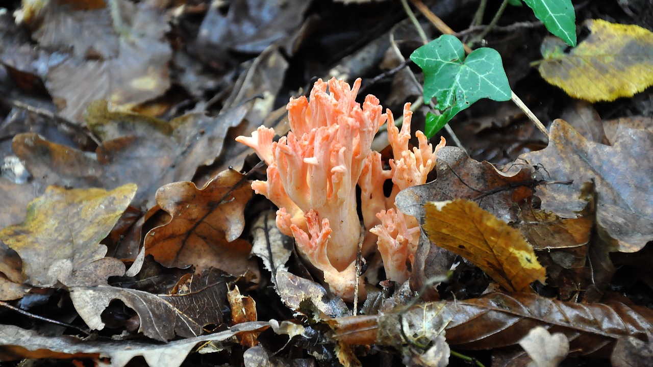 mushroom forest autumn free photo