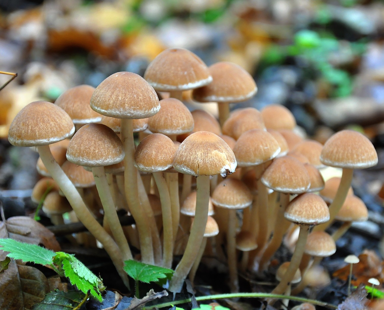 mushroom forest autumn free photo