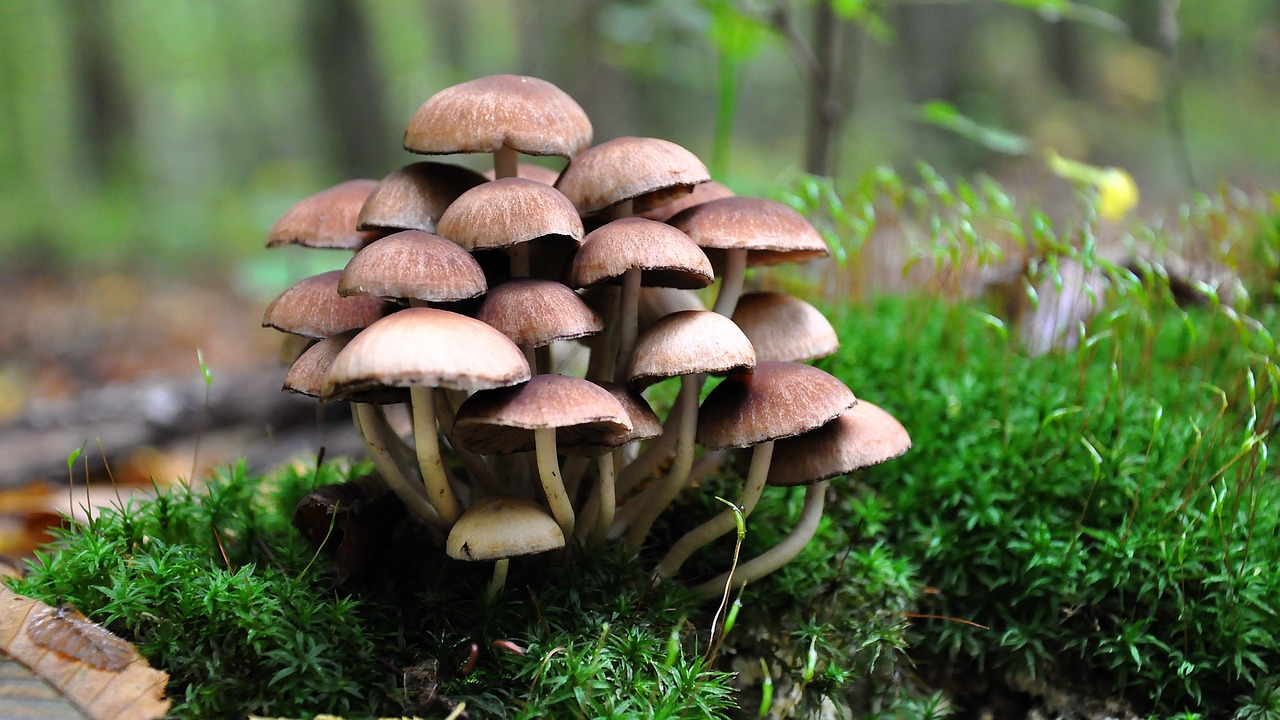 mushroom forest autumn free photo