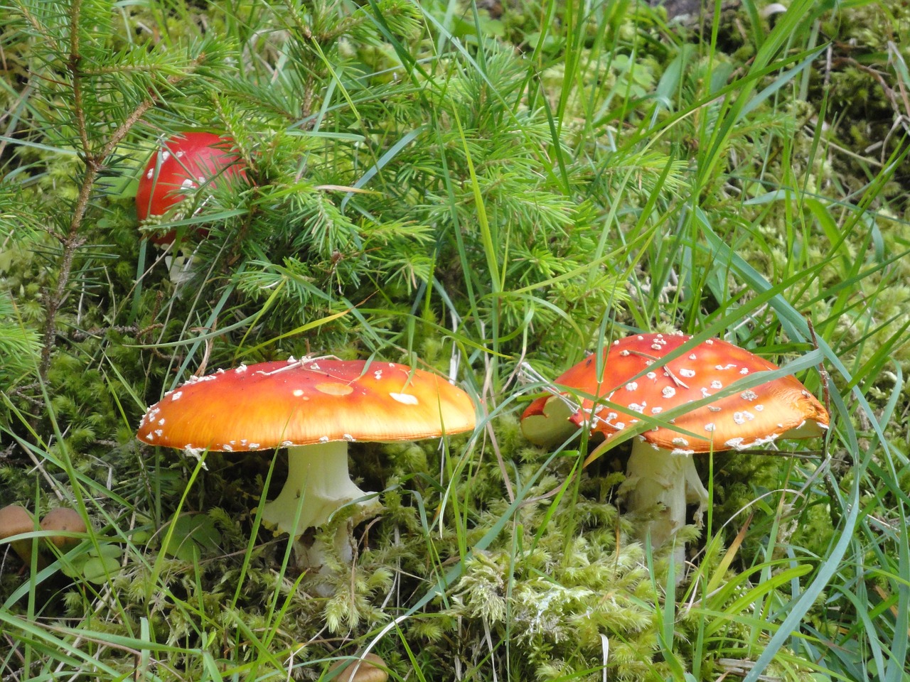 mushroom fly agaric toxic free photo