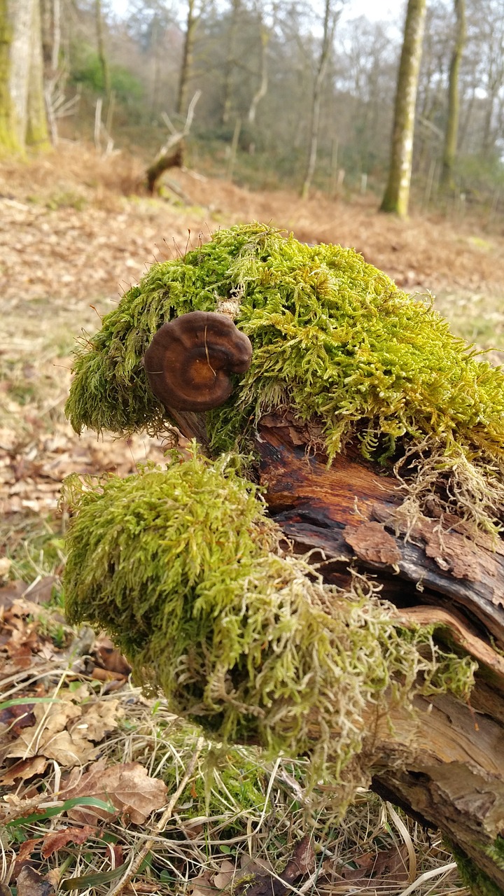 mushroom toadstool moss free photo