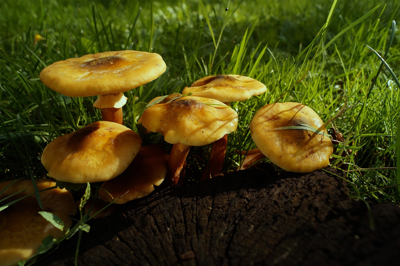 mushroom yellow log free photo