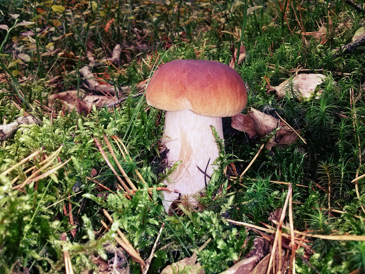 mushroom forest nature free photo