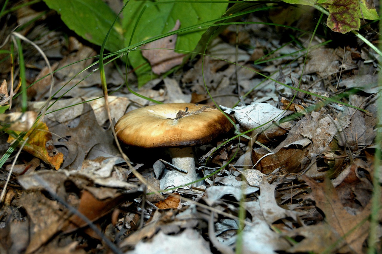 mushroom fungi forest free photo