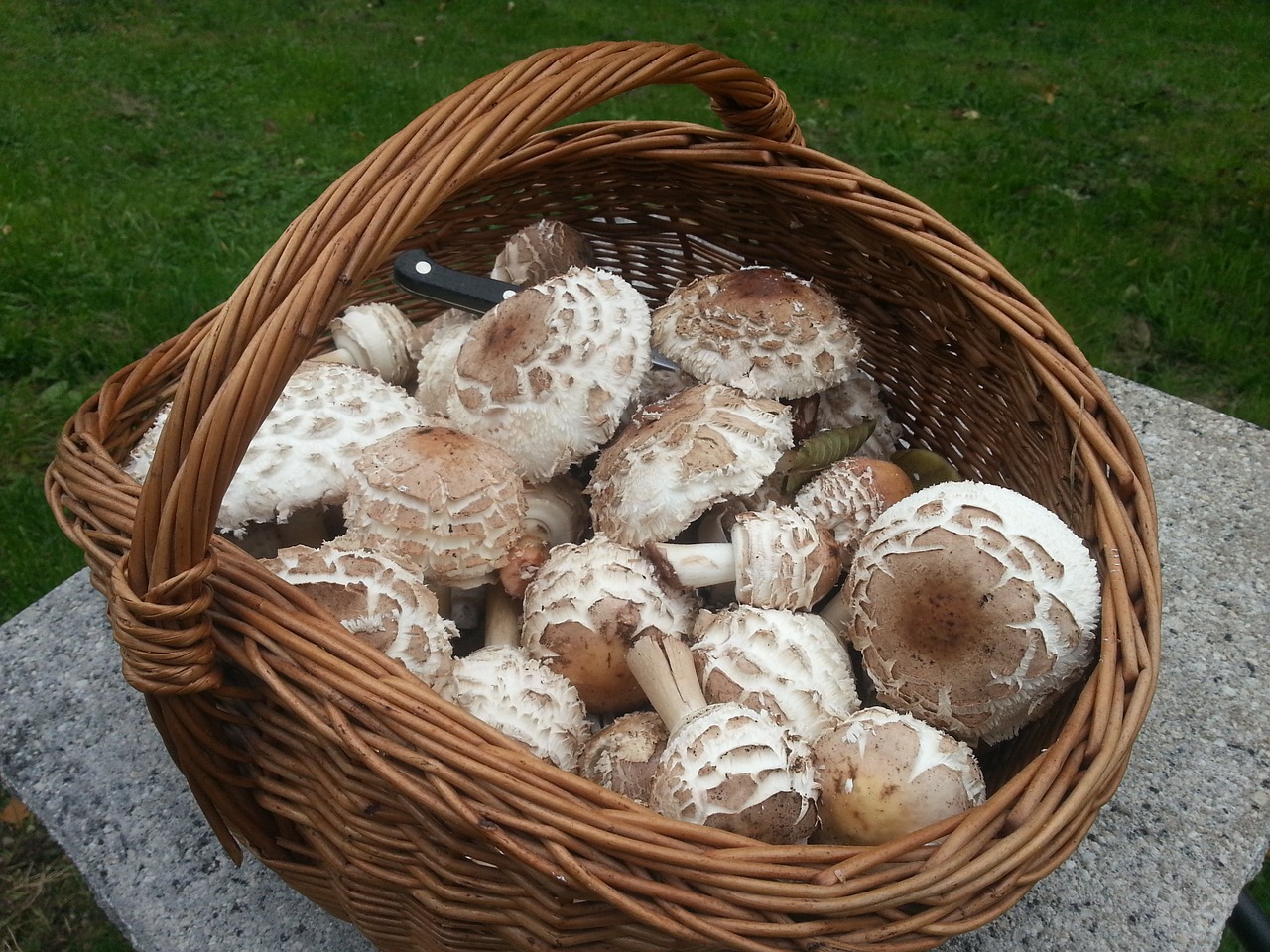 mushroom basket parasol basket free photo