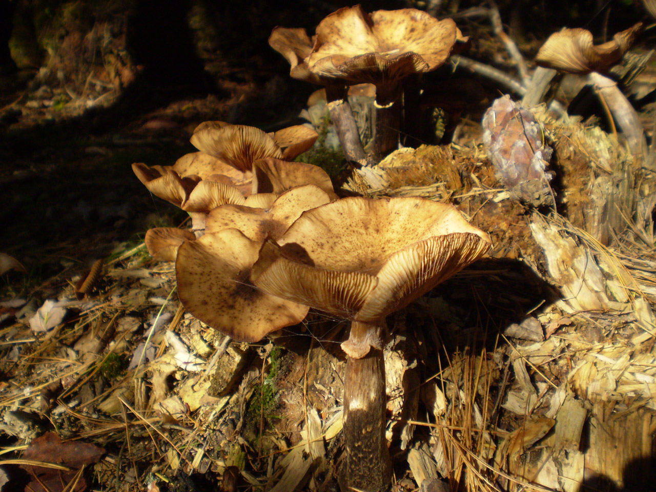 mushroom wood autumn free photo