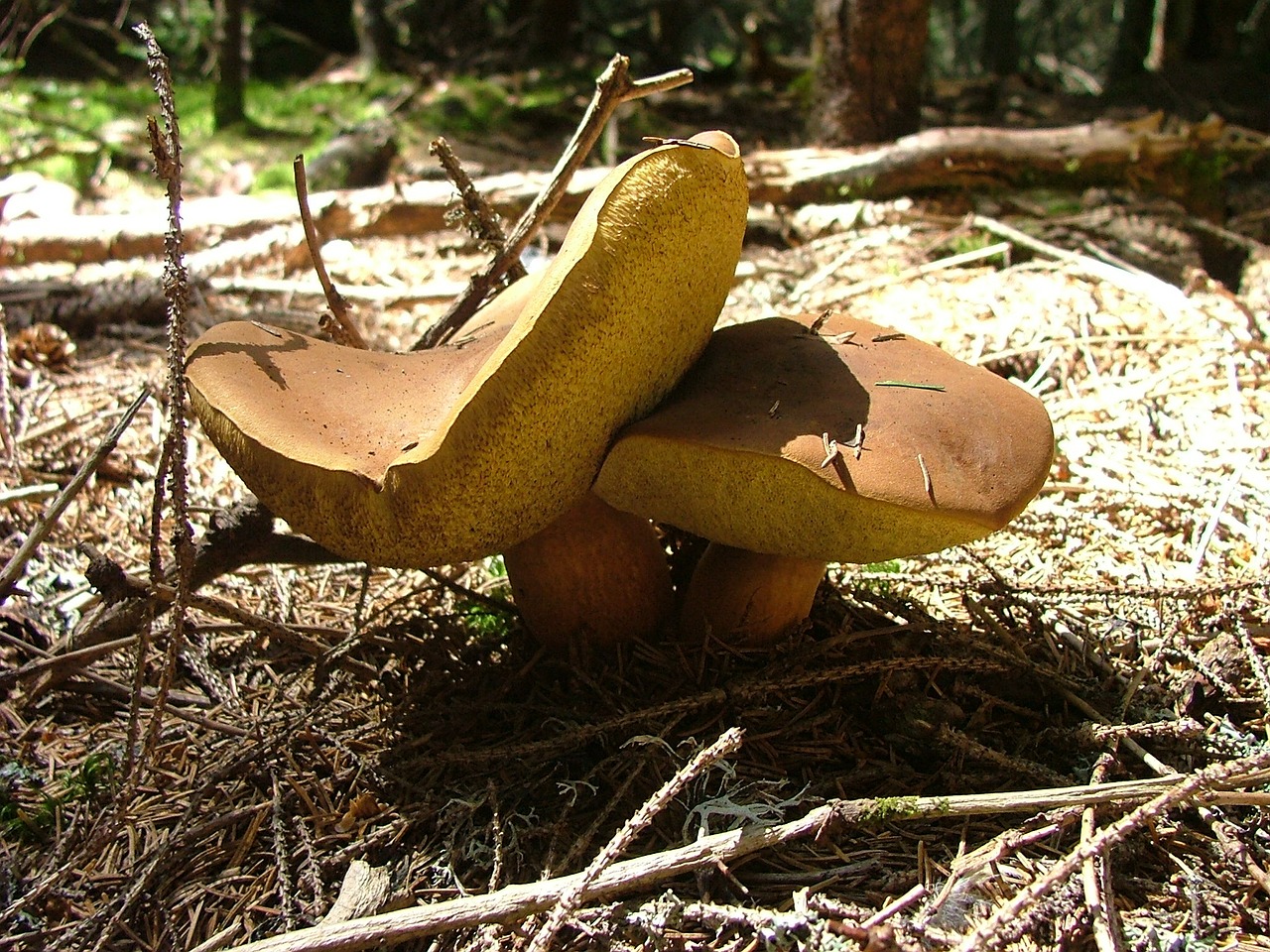 mushroom brothers boletus mushroom free photo