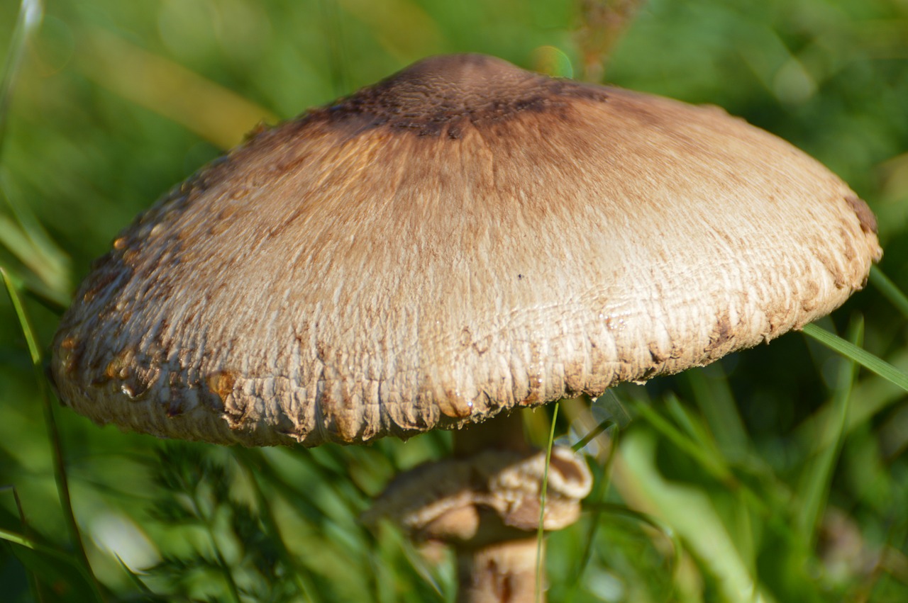mushroom cap mushroom schirmling free photo