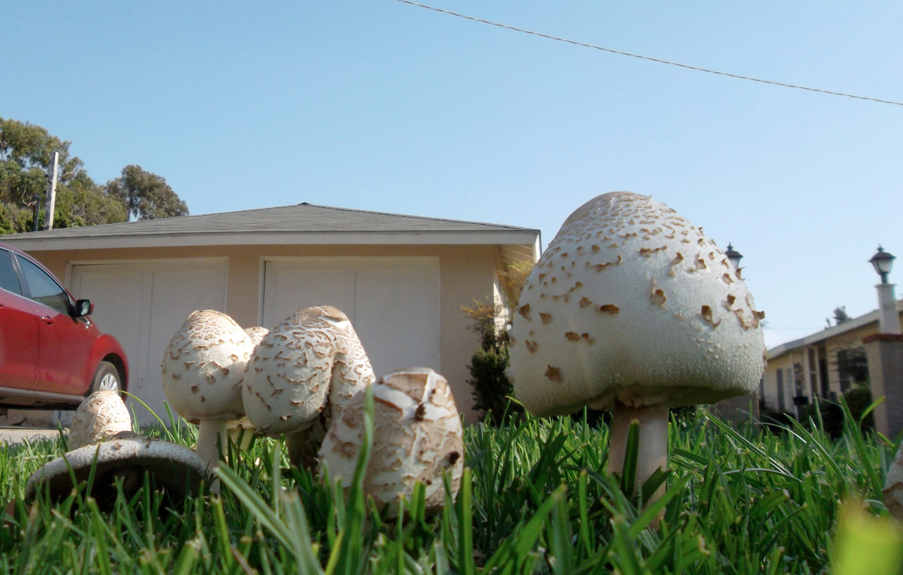 fungus mushroom papa free photo