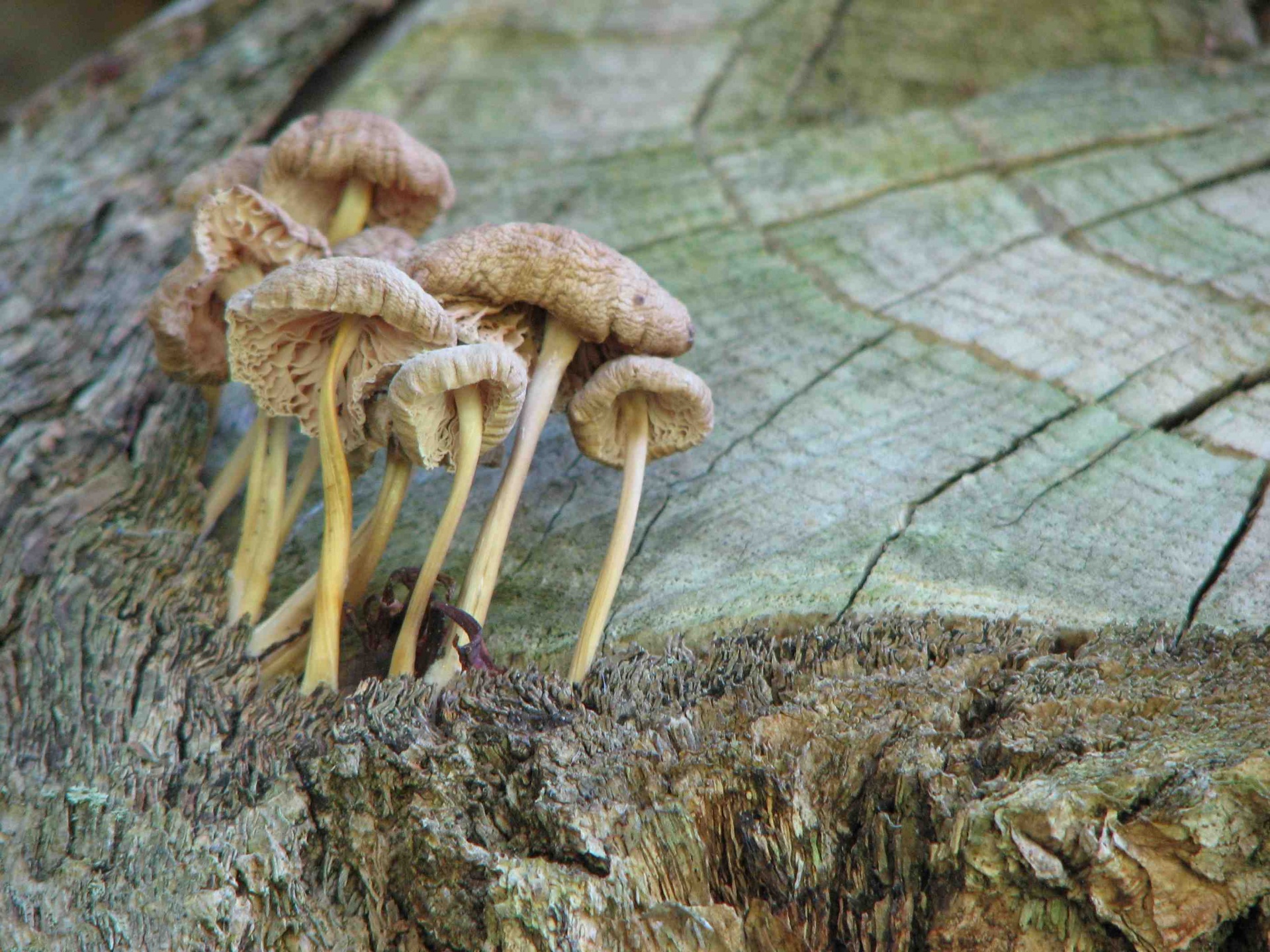 mushroom nature mushroom cluster free photo