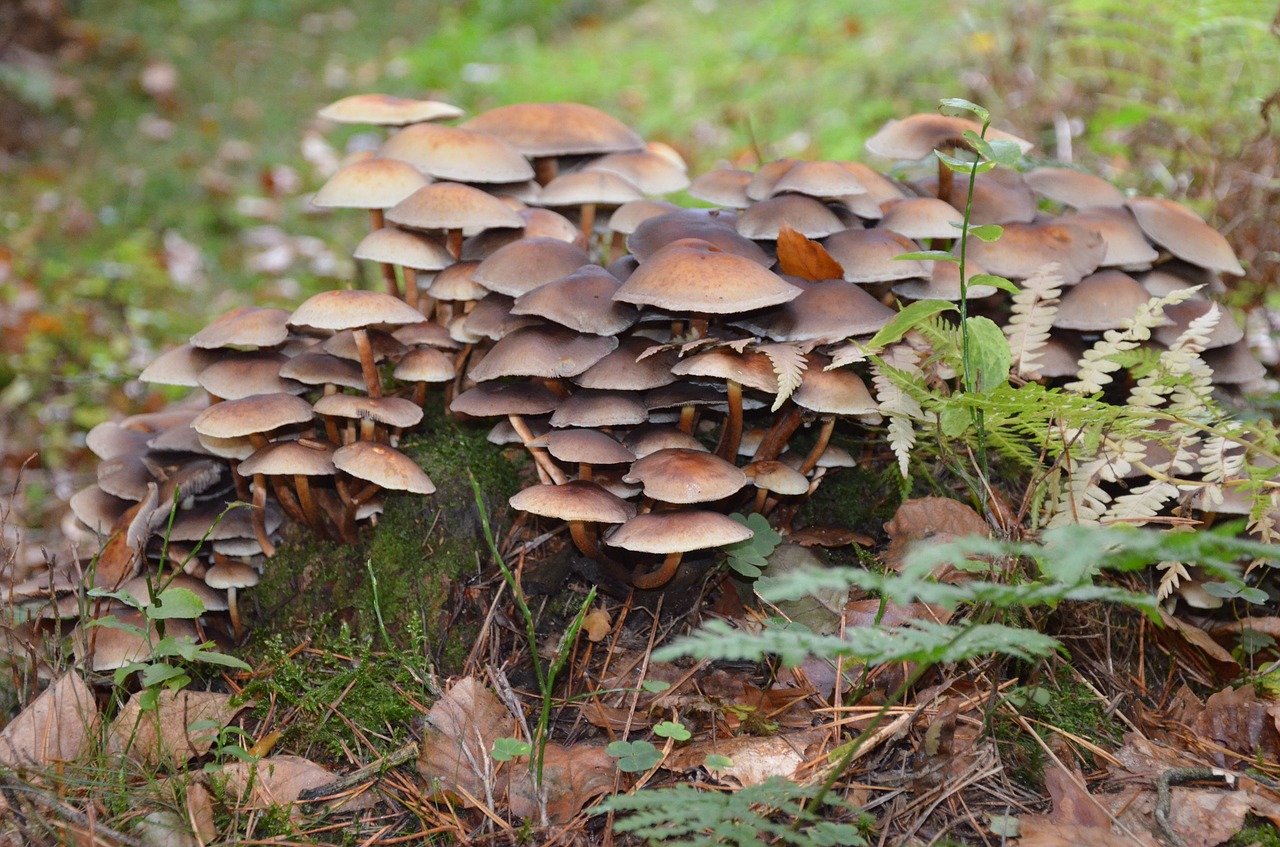 mushroom collection forest brown mushroom