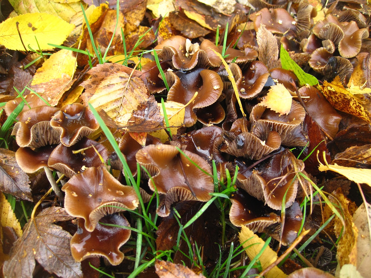 mushroom colony small mushrooms in the leaves free photo