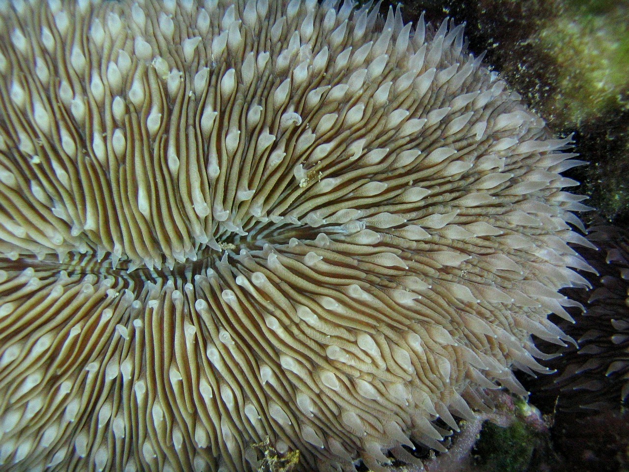 mushroom coral sea-life sea free photo