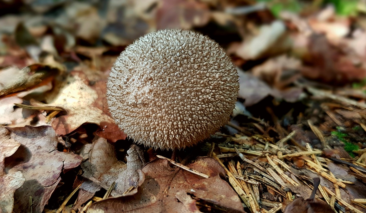 mushroom forest mushroom umbrinum hedgehog russula free photo
