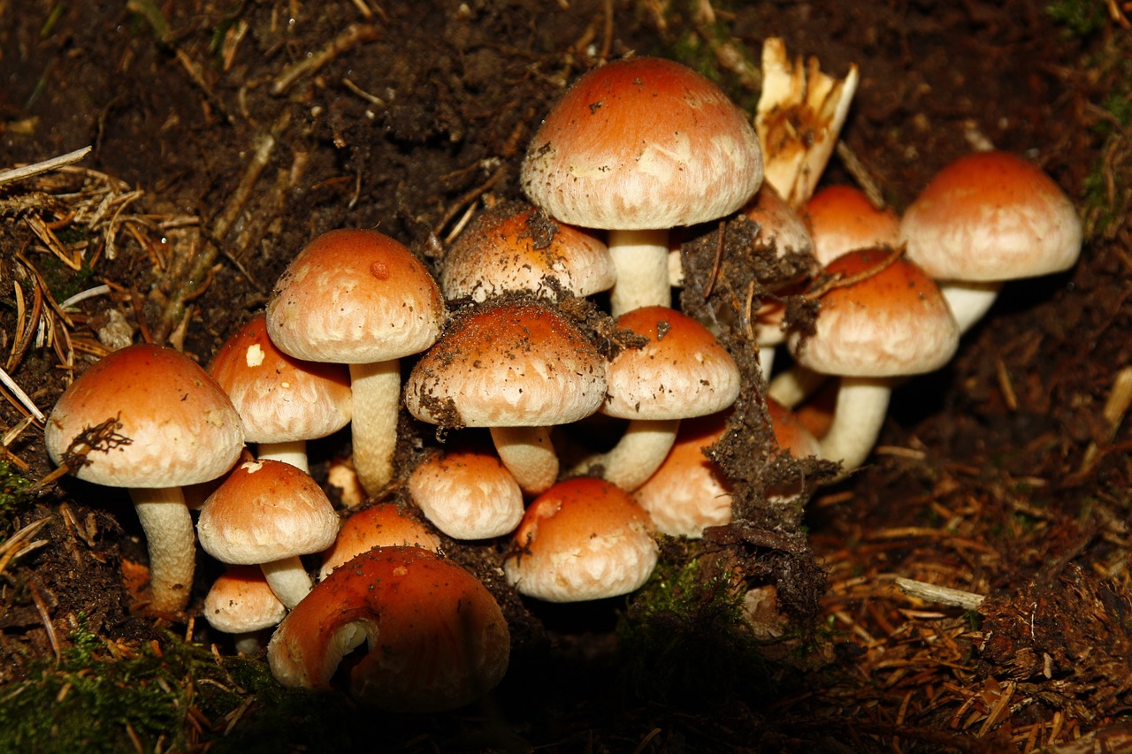 mushroom fungi forest blank free photo