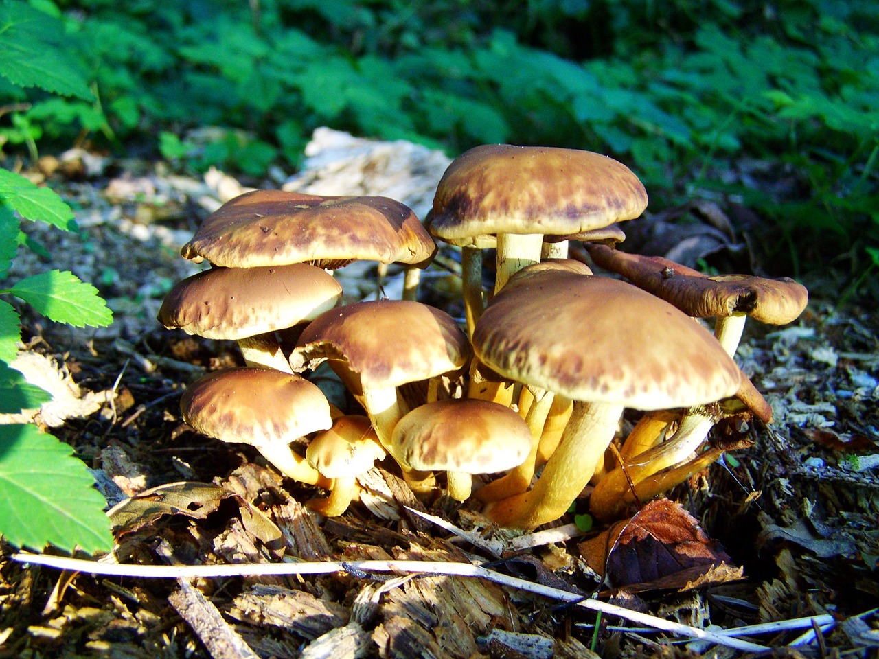 mushroom group brown mushroom nature free photo