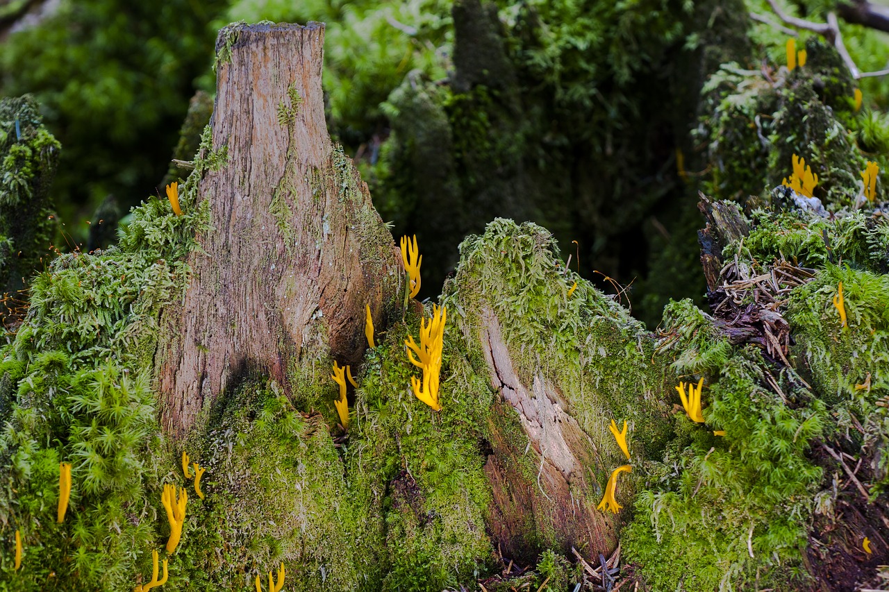 mushroom group tree trunk forest floor free photo